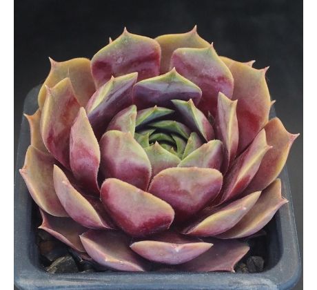 Sempervivum MARY ANN