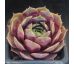 Sempervivum MARY ANN
