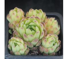 Sempervivum MATTERHORN