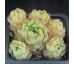 Sempervivum MATTERHORN