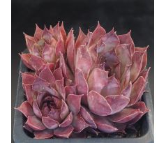 Sempervivum MAVIS