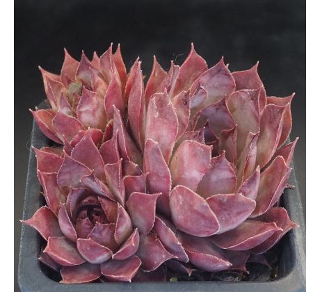 Sempervivum MAVIS