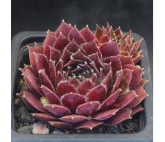 Sempervivum MAYFAIR