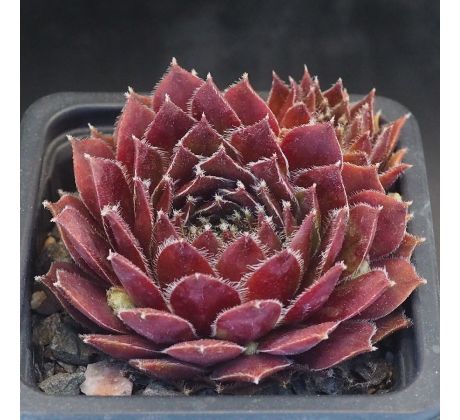 Sempervivum MAYFAIR