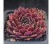 Sempervivum MAYFAIR