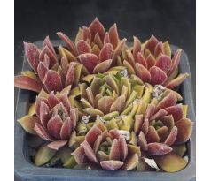 Sempervivum MEIKEMINNE
