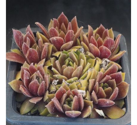 Sempervivum MEIKEMINNE