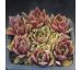 Sempervivum MEIKEMINNE