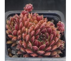 Sempervivum MELODIE