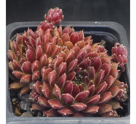 Sempervivum MELODIE