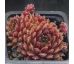 Sempervivum MELODIE