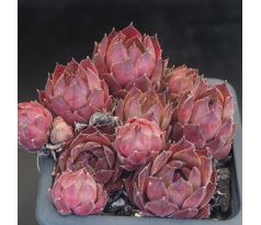 Sempervivum MENUETT