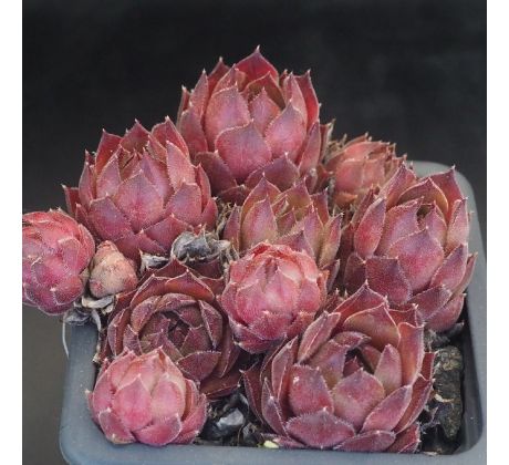 Sempervivum MENUETT