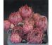 Sempervivum MENUETT