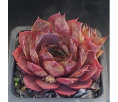 Sempervivum MERCURY