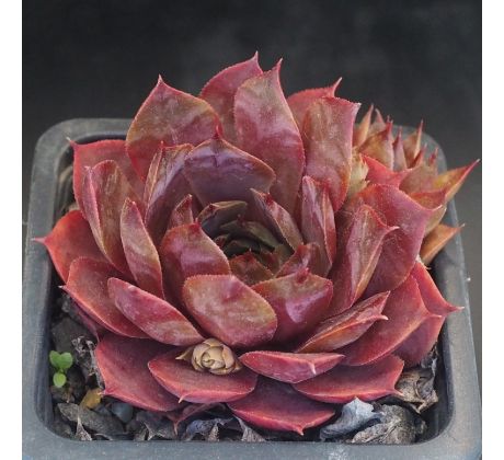 Sempervivum MERCURY