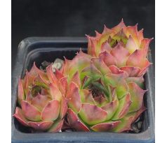 Sempervivum MERKUR