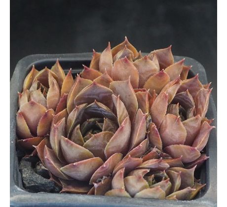Sempervivum MERLIN