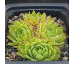Sempervivum MIDAS GREEN