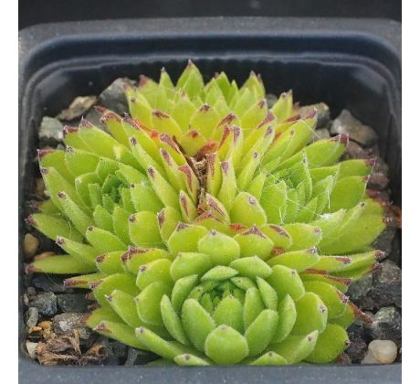 Sempervivum MIDAS GREEN