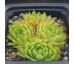 Sempervivum MIDAS GREEN