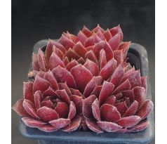 Sempervivum MIMI