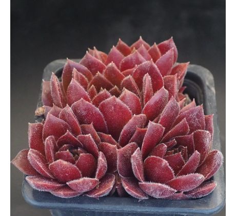 Sempervivum MIMI