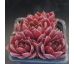 Sempervivum MIMI