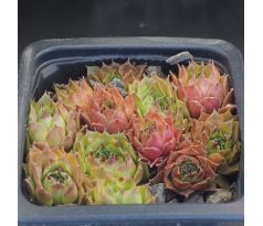 Sempervivum MINUS