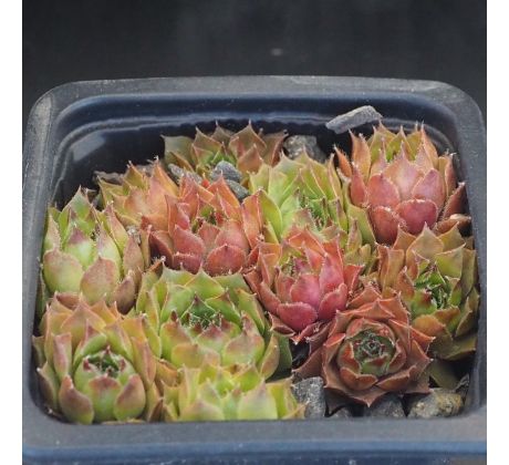 Sempervivum MINUS