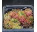 Sempervivum MINUS