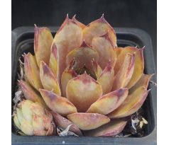 Sempervivum MISS PIGGY