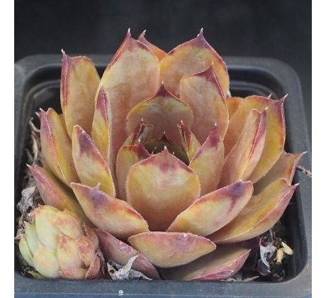 Sempervivum MISS PIGGY