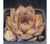 Sempervivum MISS PIGGY