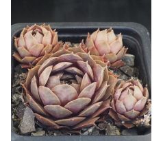 Sempervivum MONSTRUSK