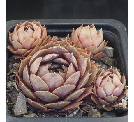 Sempervivum MONSTRUSK