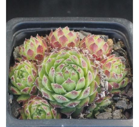 Sempervivum MORGENTAU