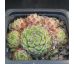 Sempervivum MORGENTAU