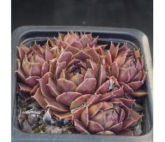 Sempervivum MORTIE