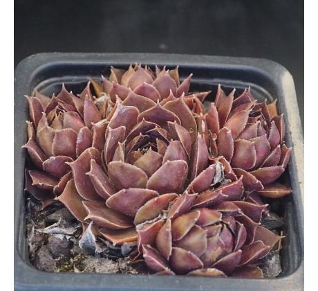 Sempervivum MORTIE