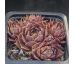 Sempervivum MORTIE