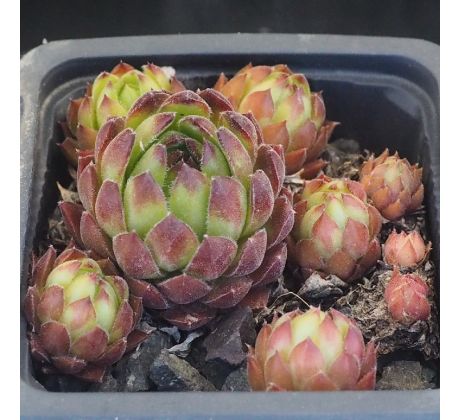 Sempervivum MOULIN ROUGE