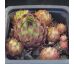 Sempervivum MOULIN ROUGE