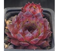 Sempervivum MÜTTERLE