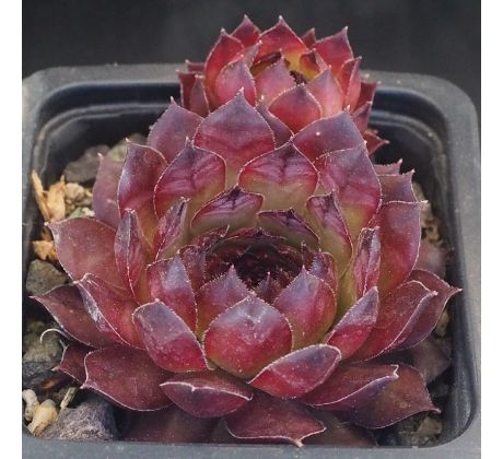 Sempervivum MÜTTERLE