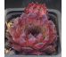 Sempervivum MÜTTERLE