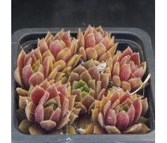 Sempervivum MYRTLE
