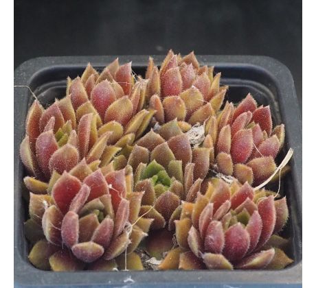 Sempervivum MYRTLE