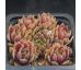 Sempervivum MYRTLE