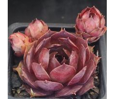 Sempervivum ADELTRUID